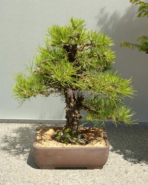 Cork-barked Japanese Black Pine