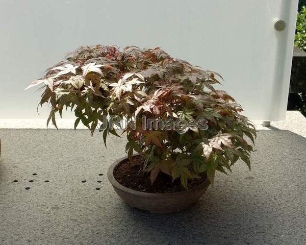 Deshojo Japanese Maple