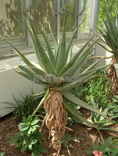 Aloe thraskii