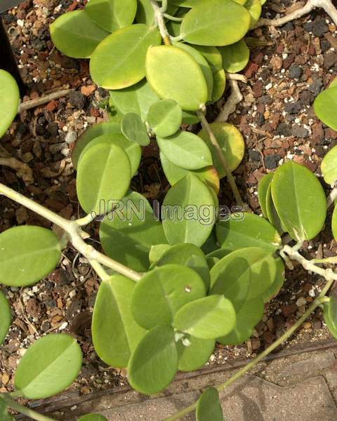 Australian Wax Vine