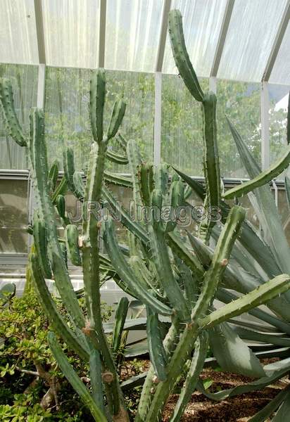 Blue Candle Cactus