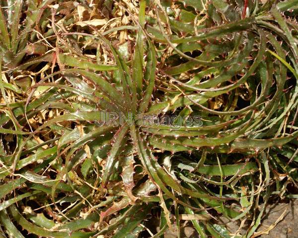 Hechtia montana