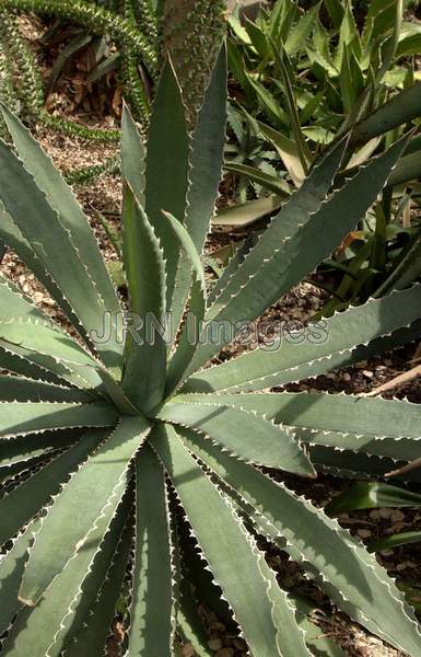 Crested Agave