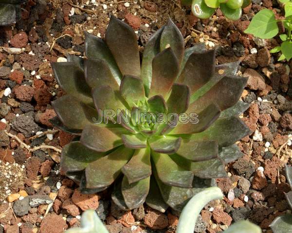 Echeveria Black Prince