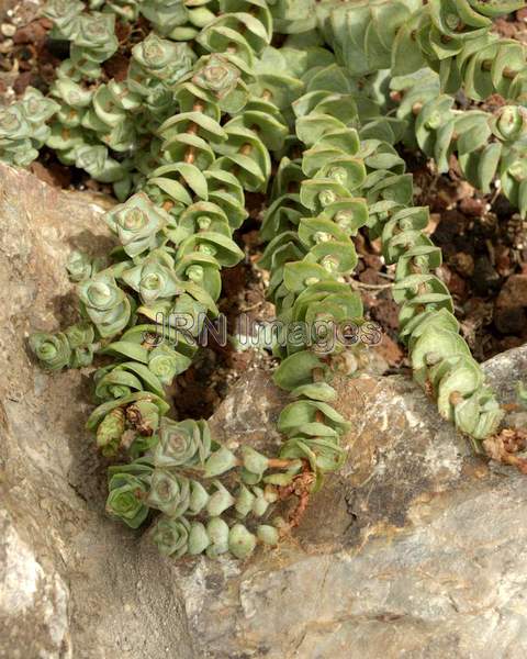 Crassula socialis