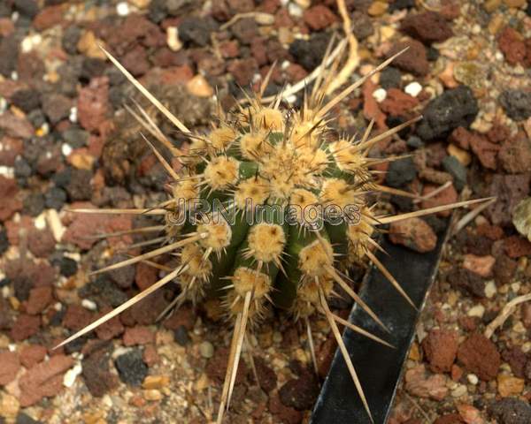 Ice Pick Cactus