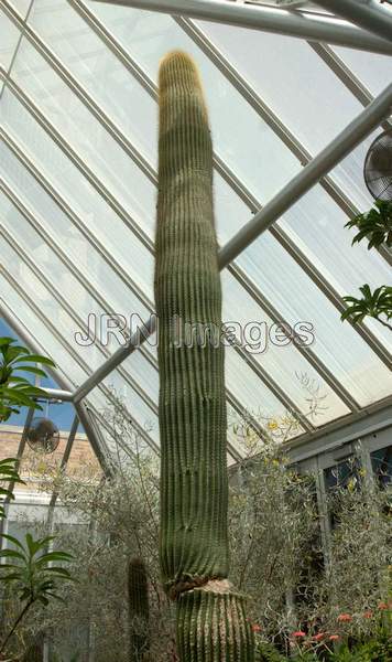 Cephalocereus polylophus