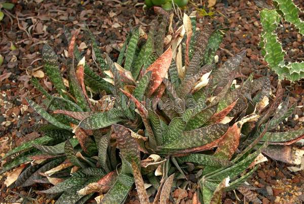 Gasteria liliputana