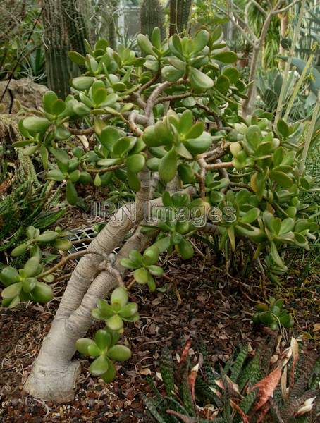 Jade Plant