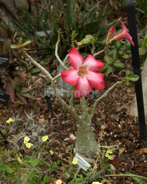 Impala Lily