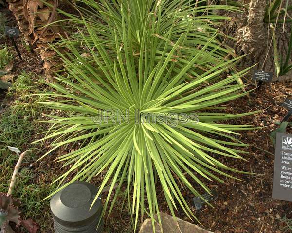 Hedgehog Agave