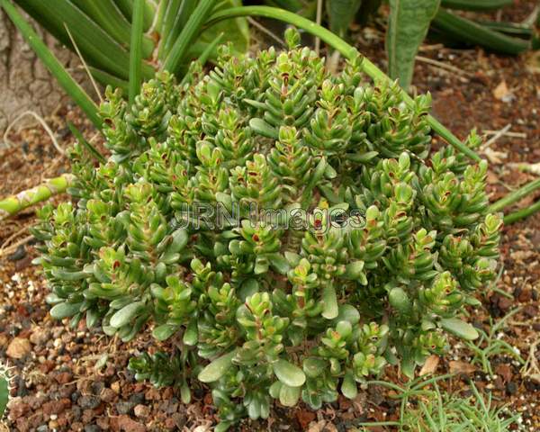 Crassula ovata