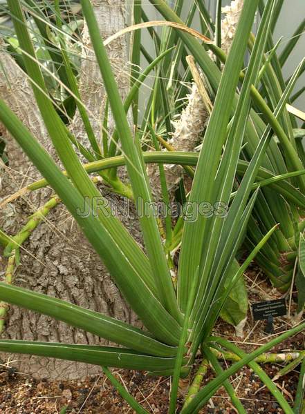 Channeled Sansevieria