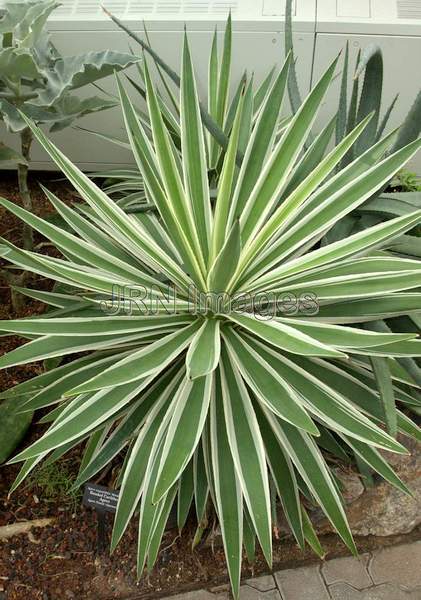 Banded Caribbean Agave