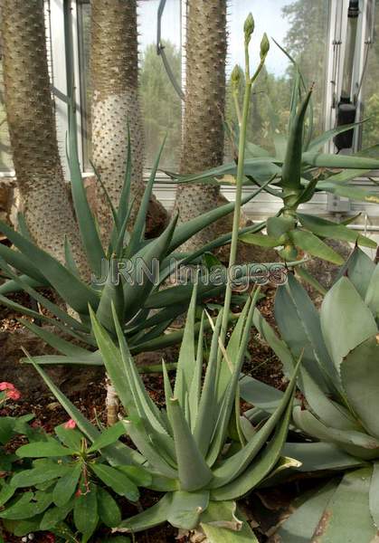 Aloe vacillans