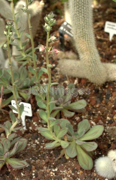 Echeveria nodulosa