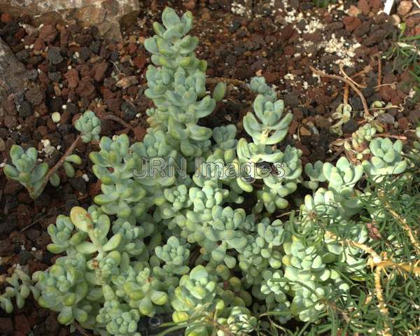 Sedum allantoides