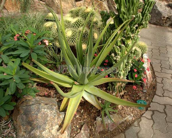 Aloe bulbillifera