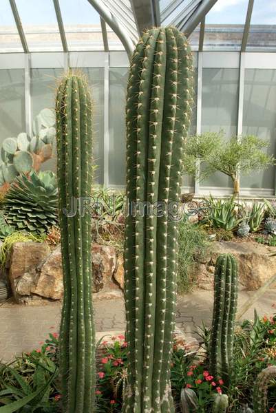 Argentine Saguaro