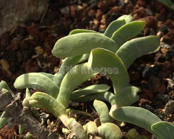 Crassula