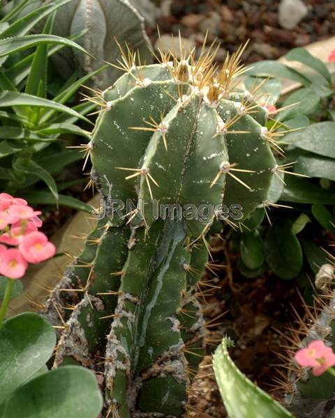 Star Cactus