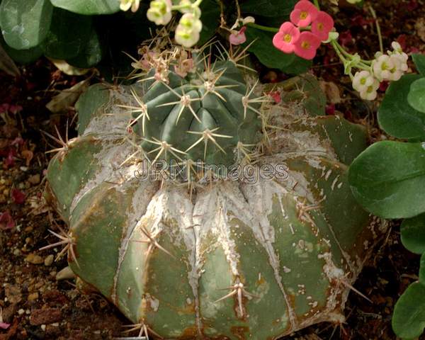 Barrel Cactus