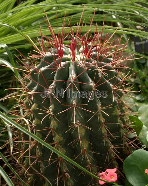 Barrel Cactus