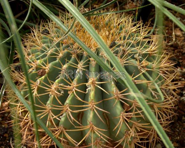 Coville Barrel Cactus