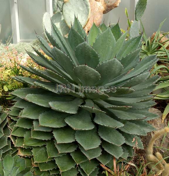 Artichoke Agave