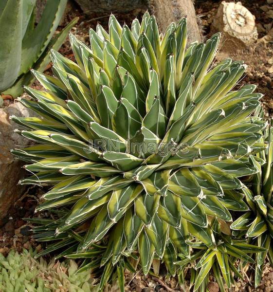 Queen Victoria Agave