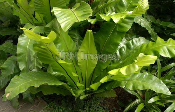 Bird's Nest Fern