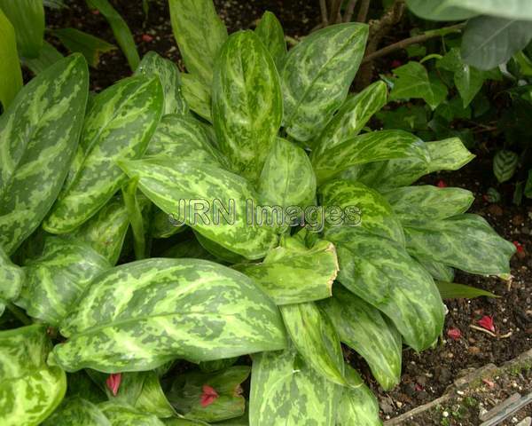 Chinese Evergreen