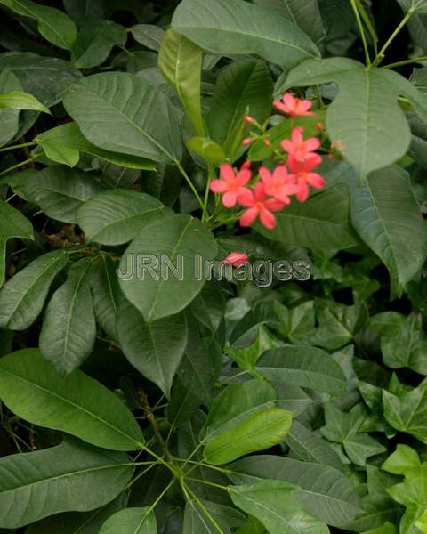 Compact Spicy Jatropha