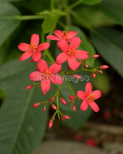 Compact Spicy Jatropha