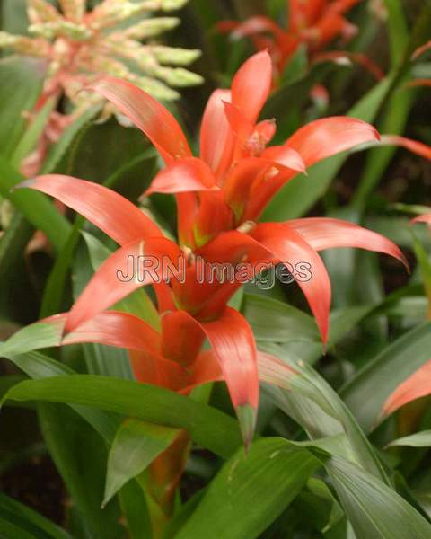 Guzmania Rana