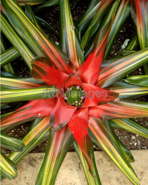 Neoregelia Orange Crush Bromeliaceae Family; plant; red; yellow; green.