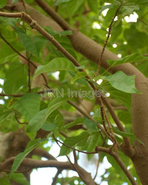 Annatto Tree (leaves)