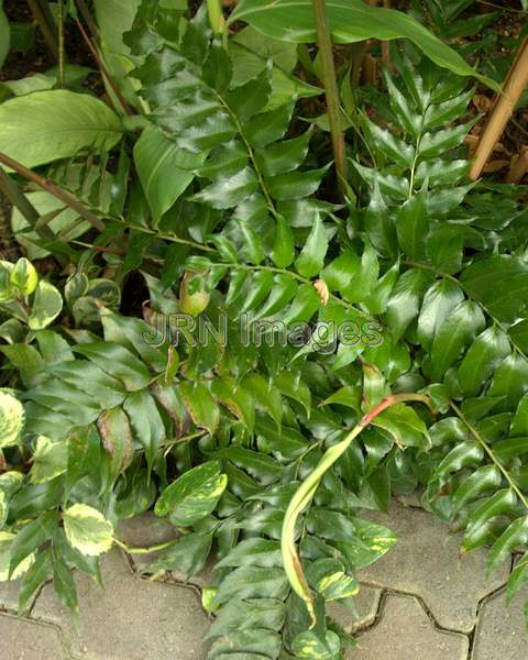 Japanese Holly Fern