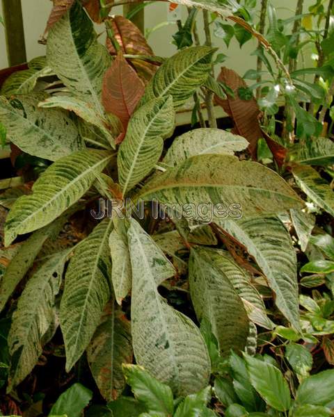 Tall Taffeta Plant