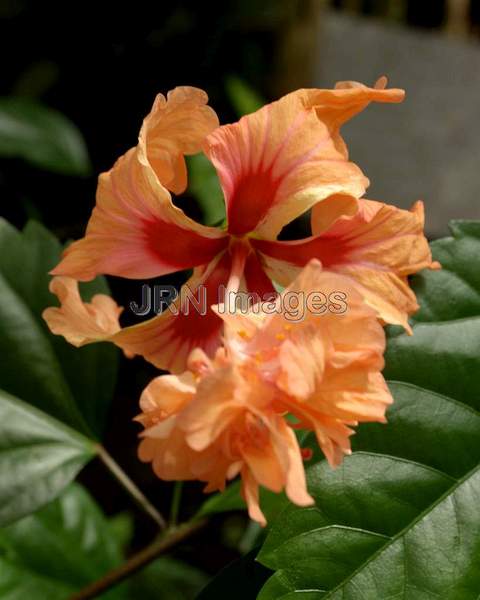 Hibiscus Schizpetalus