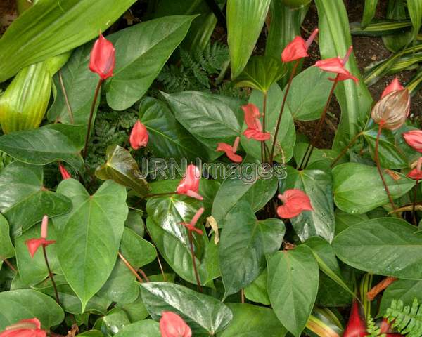 Anthurium Red Hot