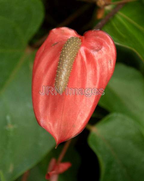 Anthurium Red Hot