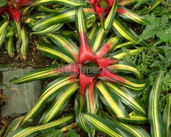 Neoregelia Tricolor Perfecta