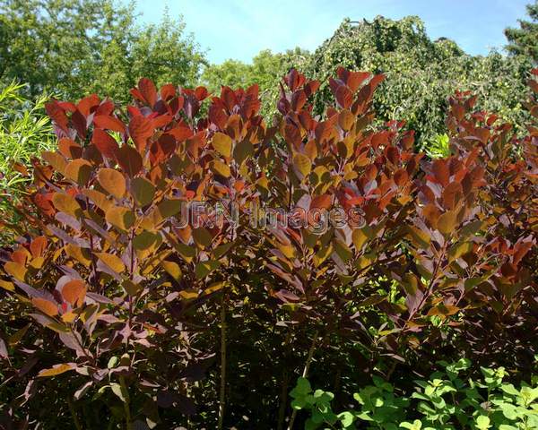 Butterfly Bush