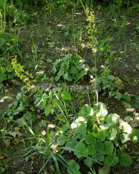 Prairie Alumroot