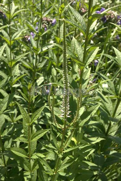 Culver's Root