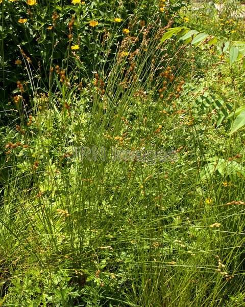 Prairie Sedge