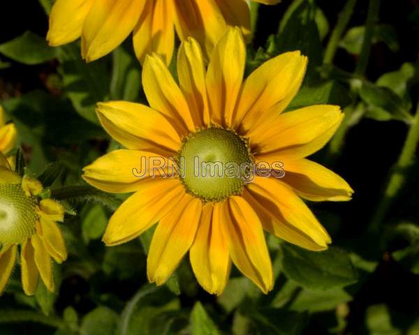 Black-eyed Susan