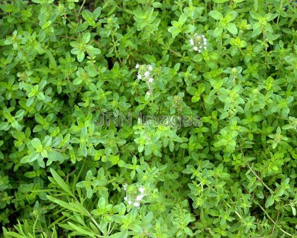 Creeping Thyme