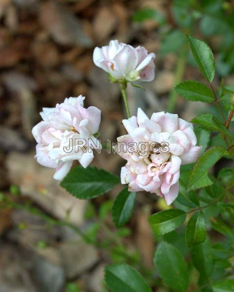 Polyantha Rose